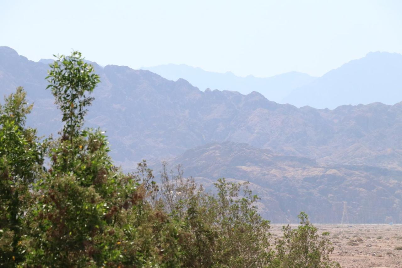 Oasis Fighting Kangaroo Dahab Exterior photo