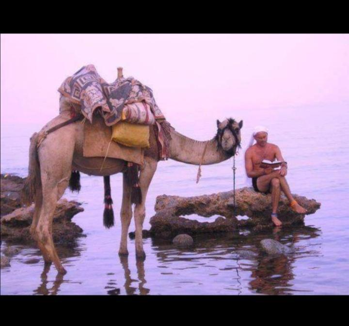 Oasis Fighting Kangaroo Dahab Exterior photo